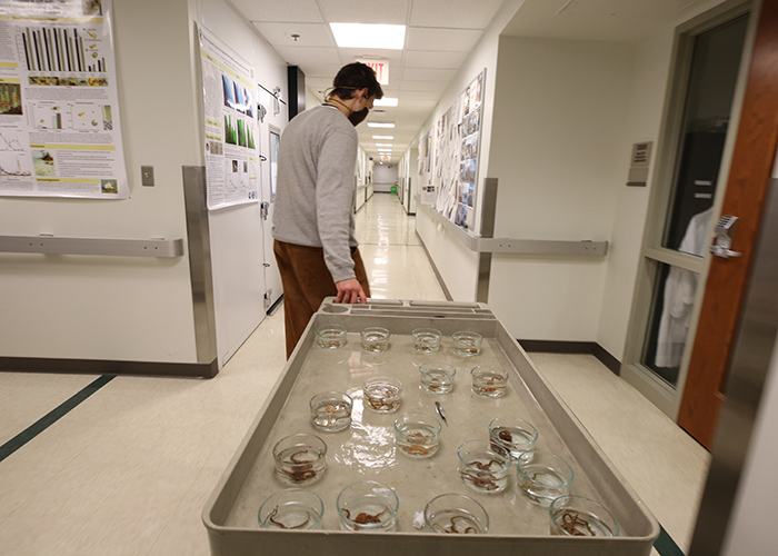 Augie Davis ’22 pedals a pushcart loaded with little bowls of brittlestars