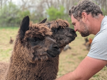 A person looks at two alpacas