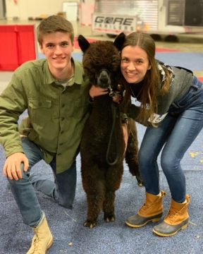 Two people on either side of a dark brown alpaca