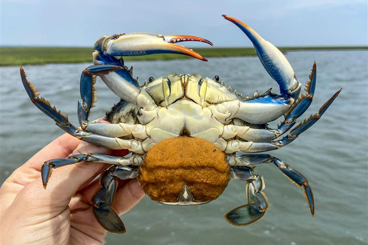 A person holds a blue crab near a body of water.
