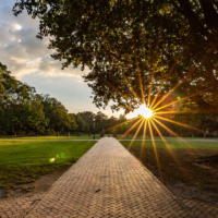 The sun shines through a tree above a brick pathway.