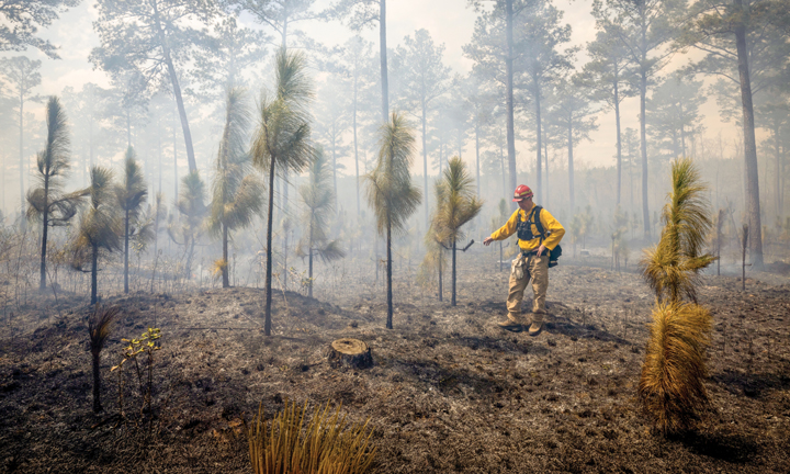 A person wearing a heltmet and other safety gear stands in an area where fire has burned down trees.