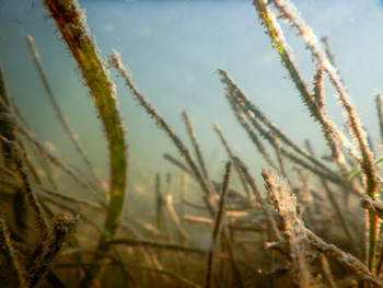 Eelgrass with epiphtyesis sways underwater.