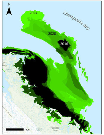 A map shows varying shades of green in the waters of the Chesapeake Bay.