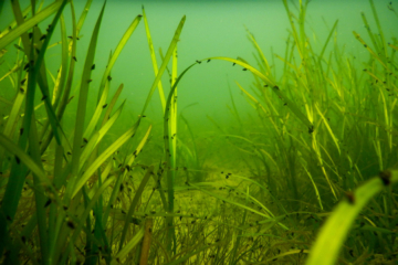 Seagrasses are visible in an underwater location.