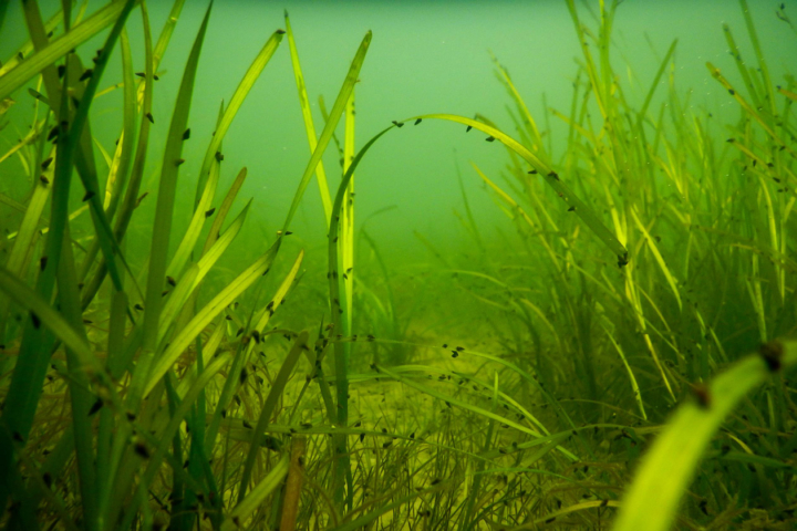 Seagrasses are visible in an underwater location.