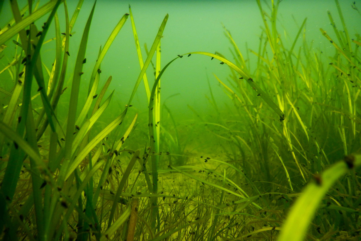 Seagrasses are visible in an underwater location.