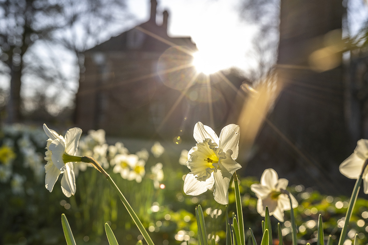 Photo of daffodils in sunlight