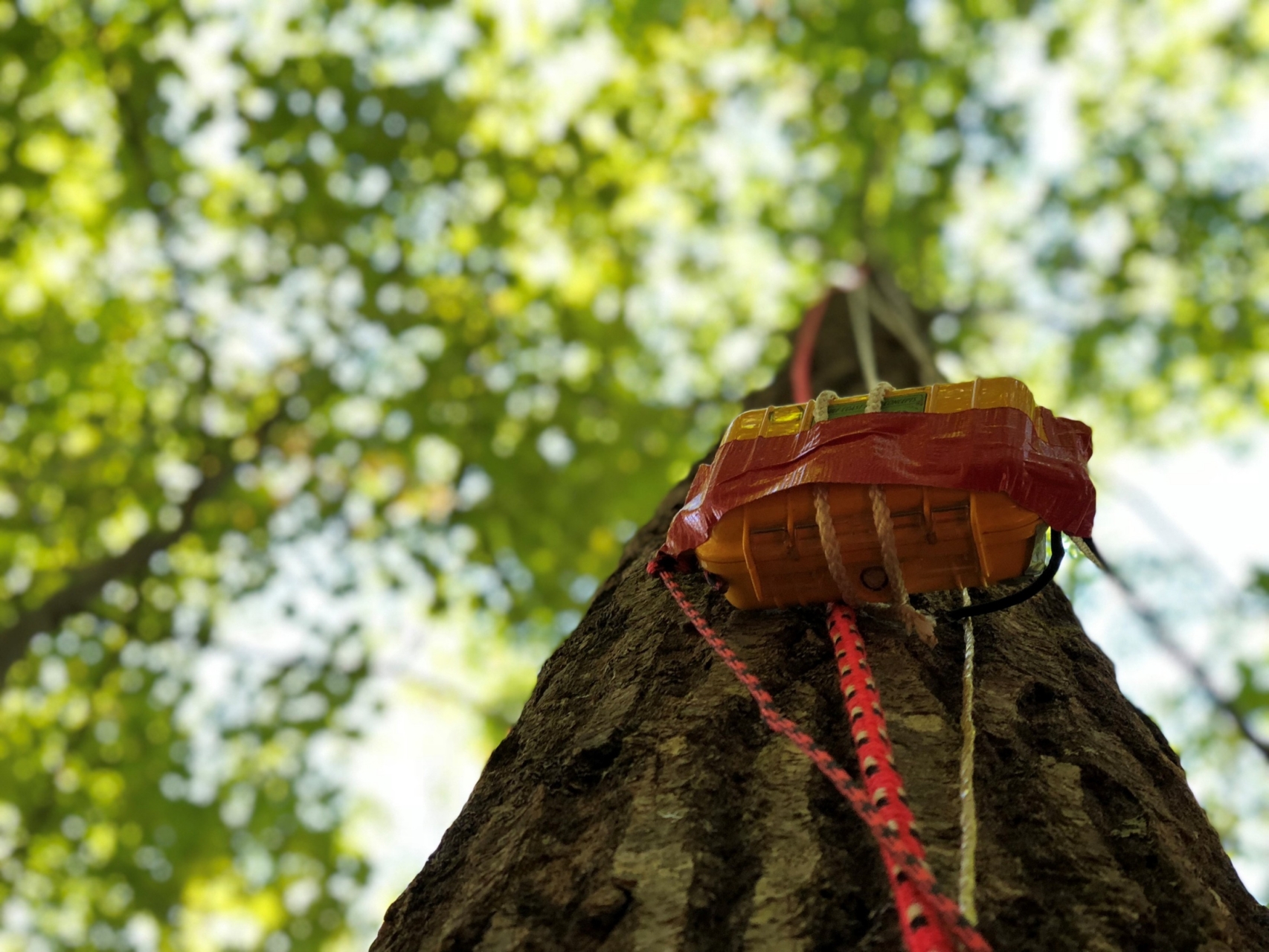 Learning nature’s language – W&M News