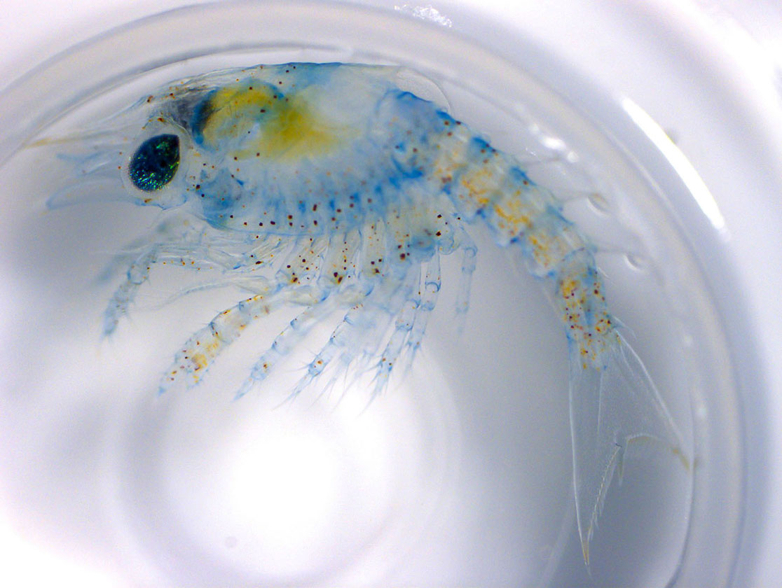 American lobster larvae viewed through a microscope.