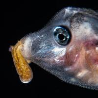 A fish holds an orange larva in its mouth,