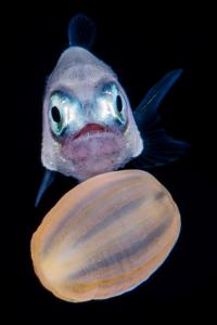A fish with large eyes approaches an orange anemone.