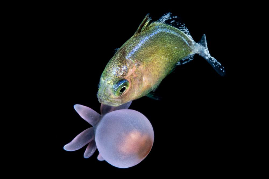A green and blue fish engages with a purple and pink anemone.