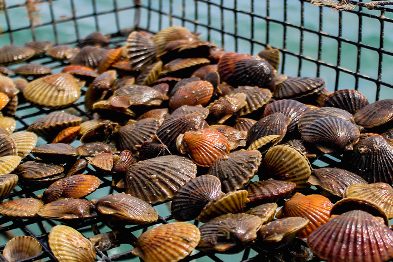 Scallops line the bottom of a cage suspended over water.
