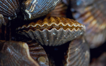A close-up photo of a scallop.