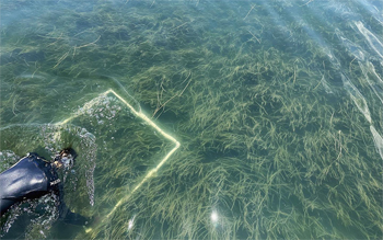 A diver swims over eelgrass.