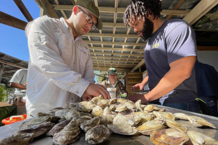Three people lean over a table and pick up shellfish.