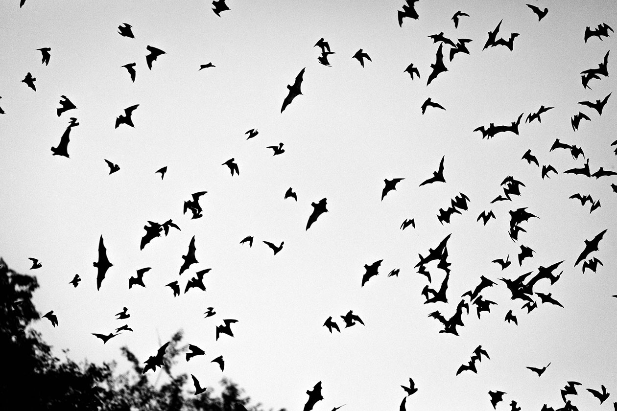 Bats flying in the sky