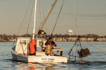 People on a boat pull a crab trap out of the water.