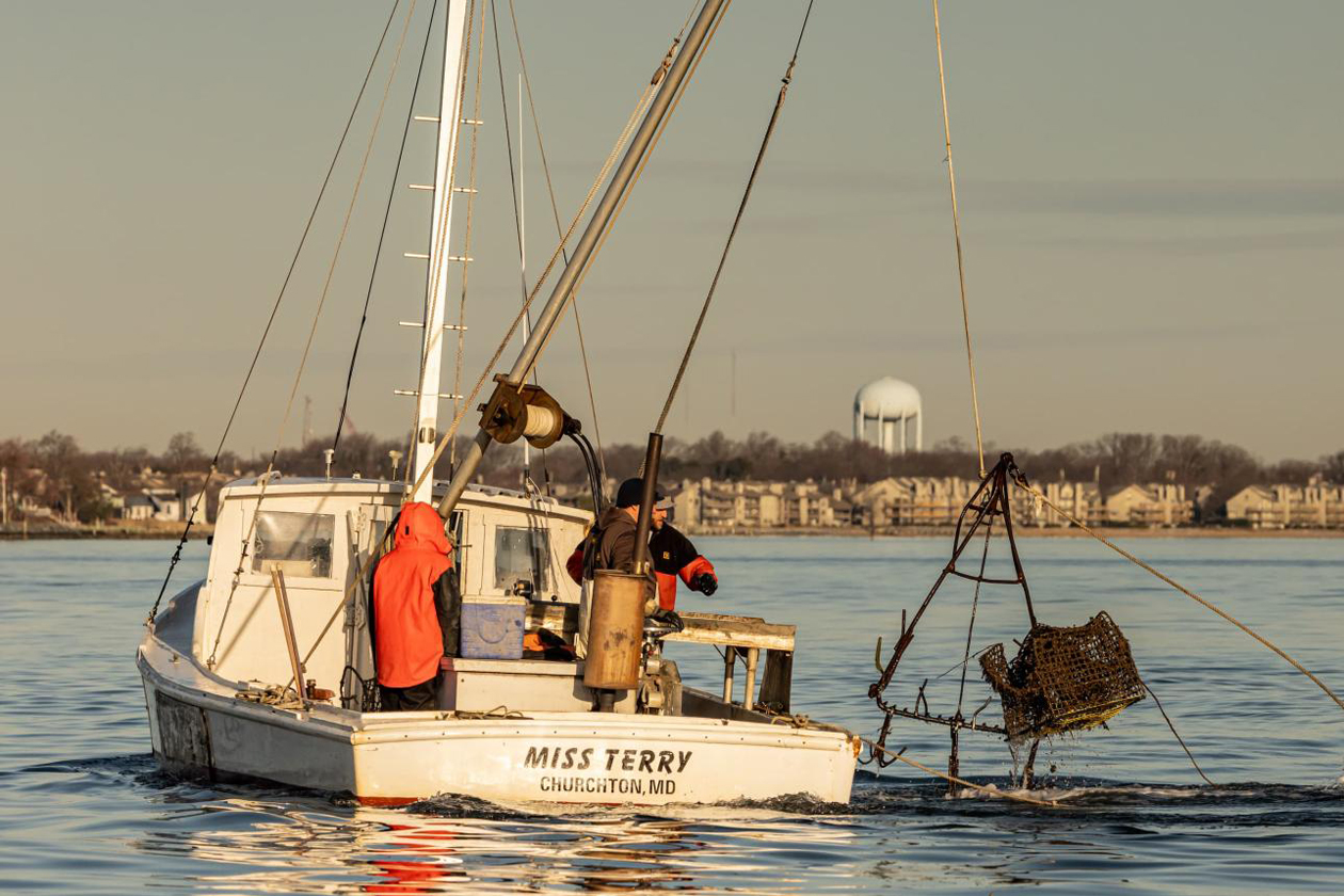 People on a boat pull a crab trap out of the water.