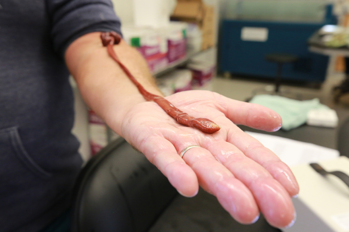 Hand holding a worm