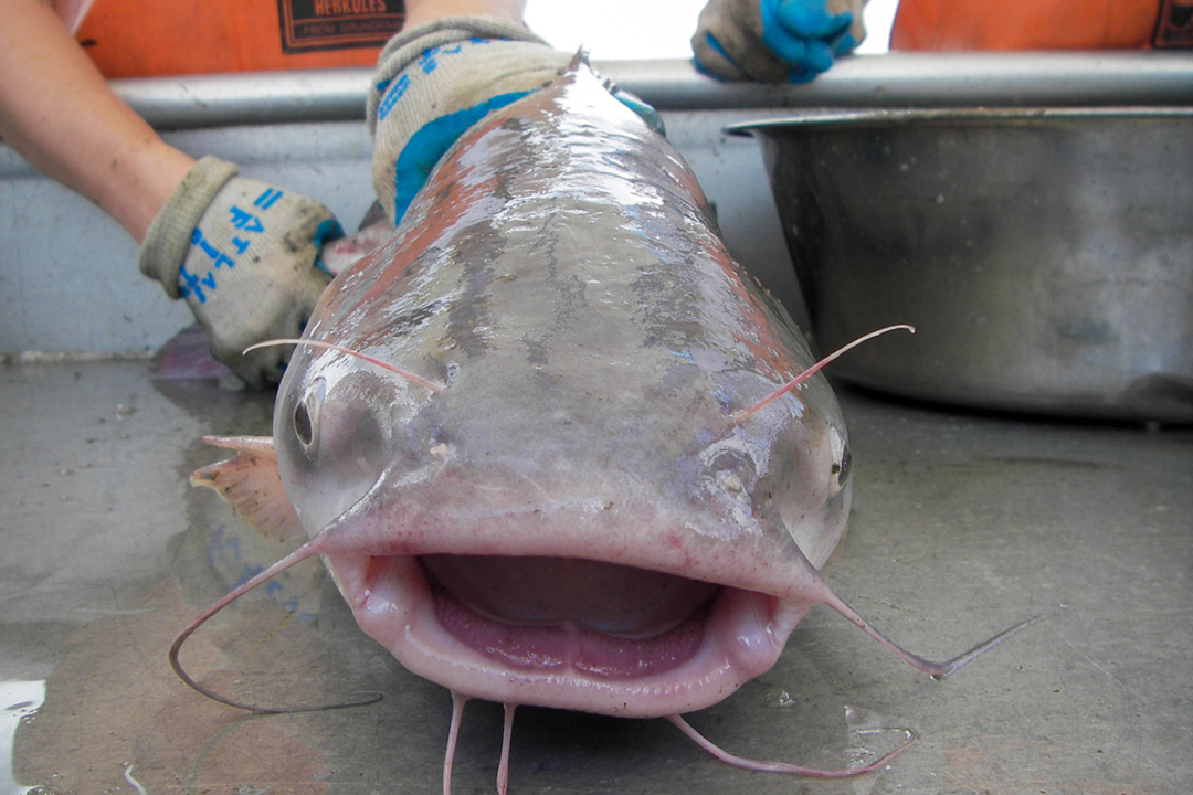 Can Virginia stop the blue catfish?