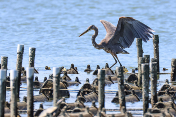 Photo of a heron standing on oyster cages.