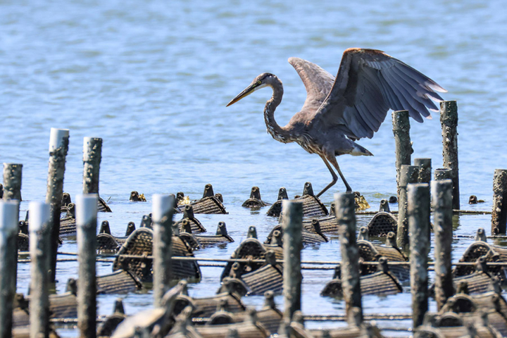 Photo of a heron standing on oyster cages.