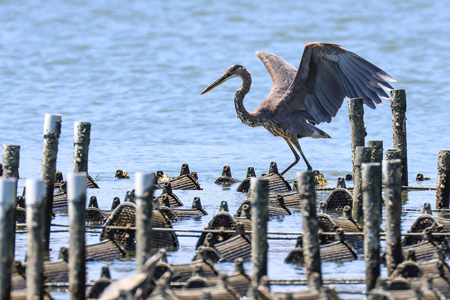 Keeping birds away from oysters could help farmers balance productivity and ecology