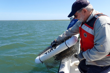 Oysters play unexpected role in protecting blue crabs from disease