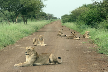 Lions on a road
