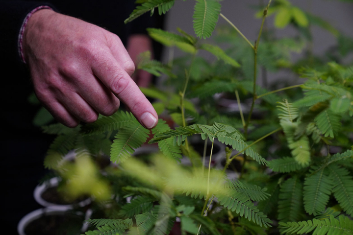 Finger points to Mimosa pudica plants