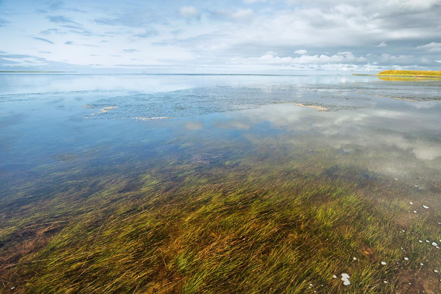 Eelgrass is visible under the surface of a large body of water.