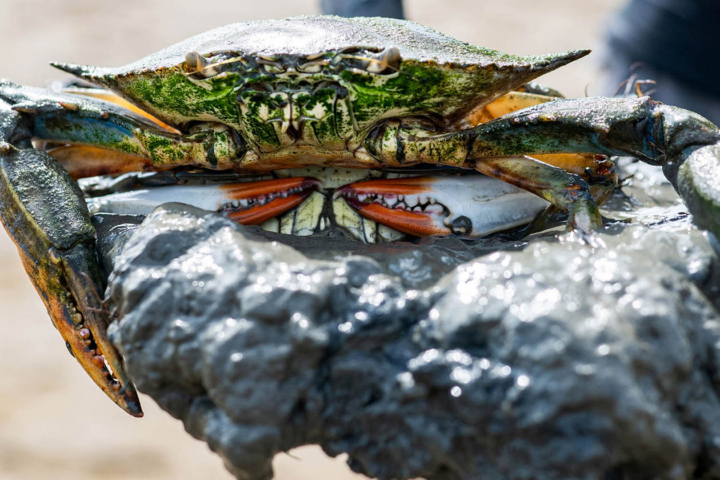 Two blue crabs sit on top of a rock.