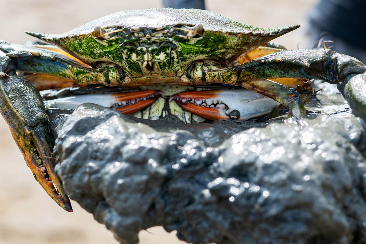 Two blue crabs sit on top of a rock.