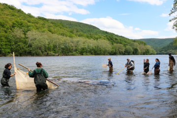 People hold nets while standing in a river.