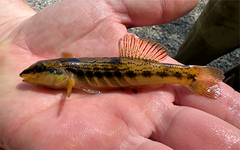 A small black and yellow fish sits in a person's hand.