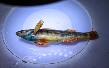 A blue, orange and yellow fish sits under a light.