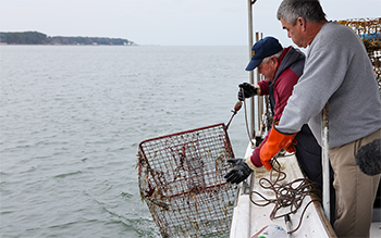 Two people lean over the side of a boat and pull up a crab trap.