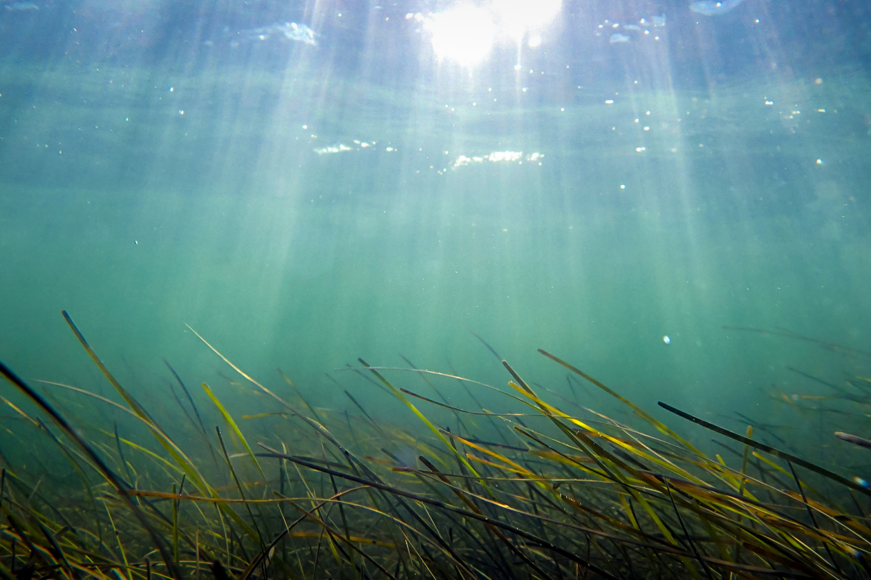 A bed of green seagrass sways to the current of the ocean. Sun beams peek through the surface of the ocean, turning the water into a turquoise color.