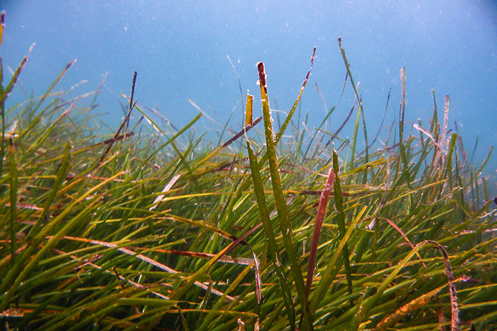 An underwater photo shows eelgrass.