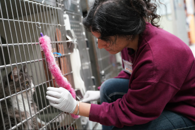 A student volunteers at the Heritage Humane Society.