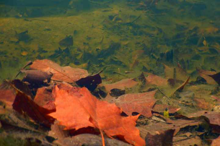 Leaves are visible under water.
