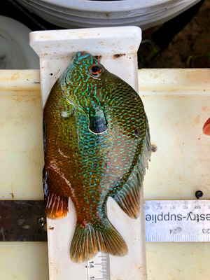 A fish sits on a measuring rod.