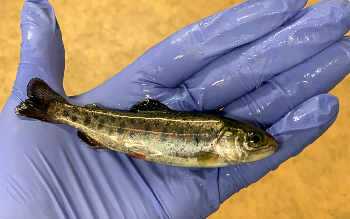 A small fish rests on a person's gloved hand.