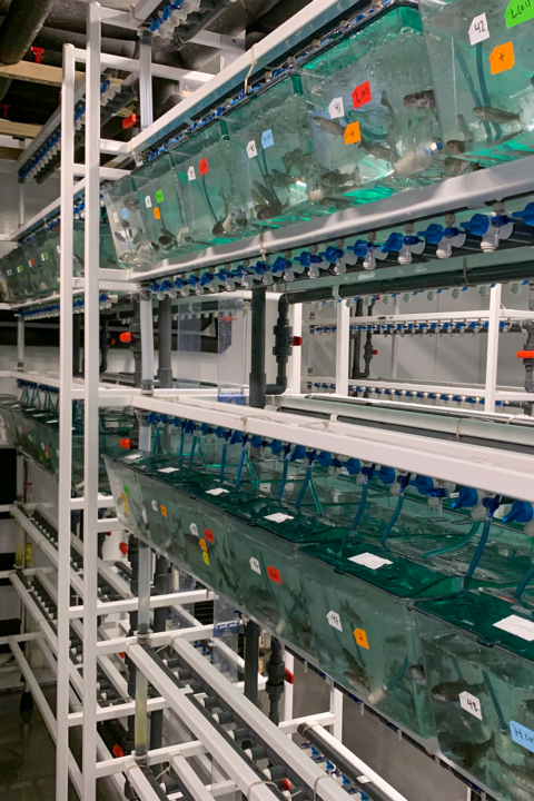 Water tanks with fish sit on shelves.